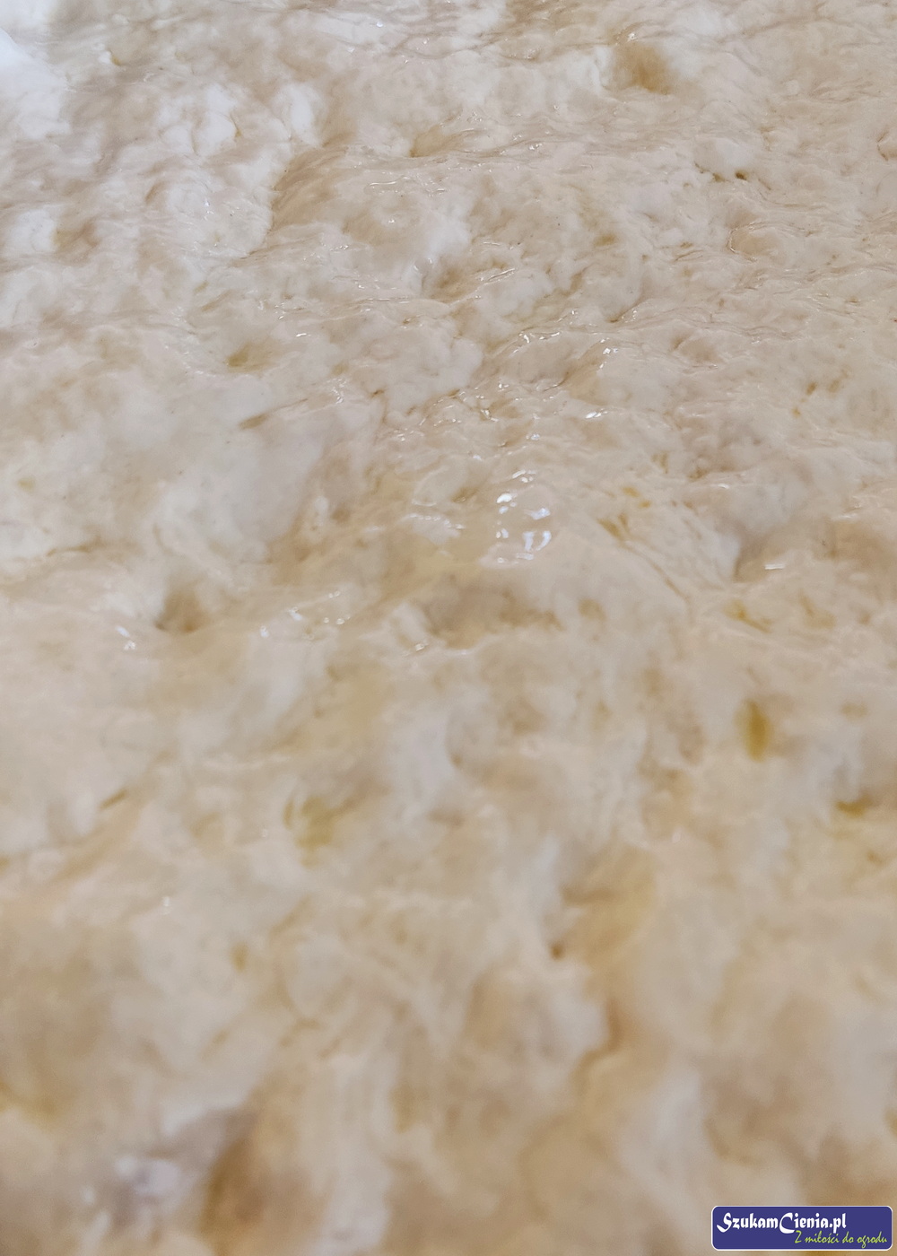 ciasto przygotowane do wyrośnięcia