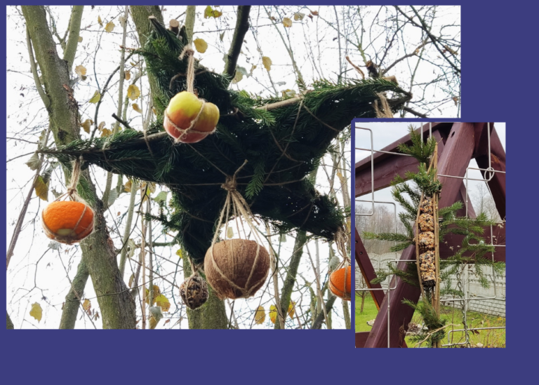 karmniki dla ptaków. jeden w kształcie gwiazdy drugi z szyszkami