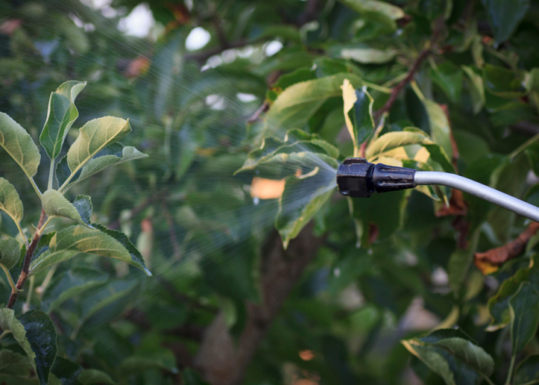 oprysk drzew owocowych