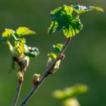 ukorzenianie porzeczki w wodzie
