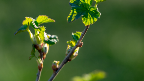 ukorzenianie porzeczki w wodzie