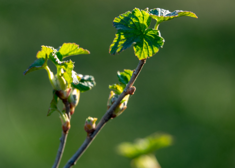 ukorzenianie porzeczki w wodzie