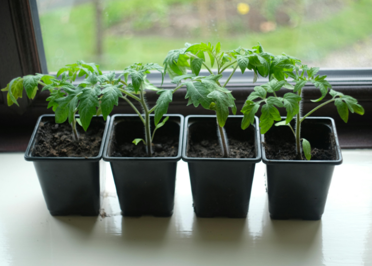 sadzonki pomidorów