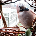 naturalny karmnik dla ptaków. sójka w karmniku