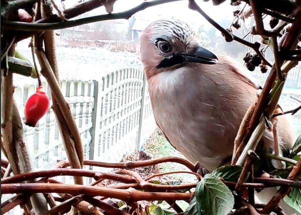 naturalny karmnik dla ptaków. sójka w karmniku