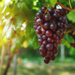 winogrono na krzewie winorośli