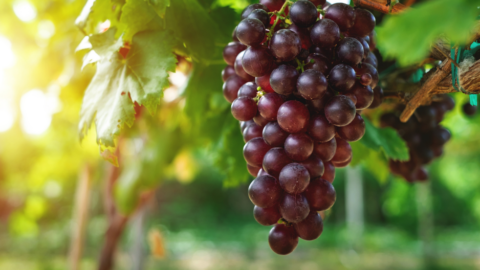 winogrono na krzewie winorośli