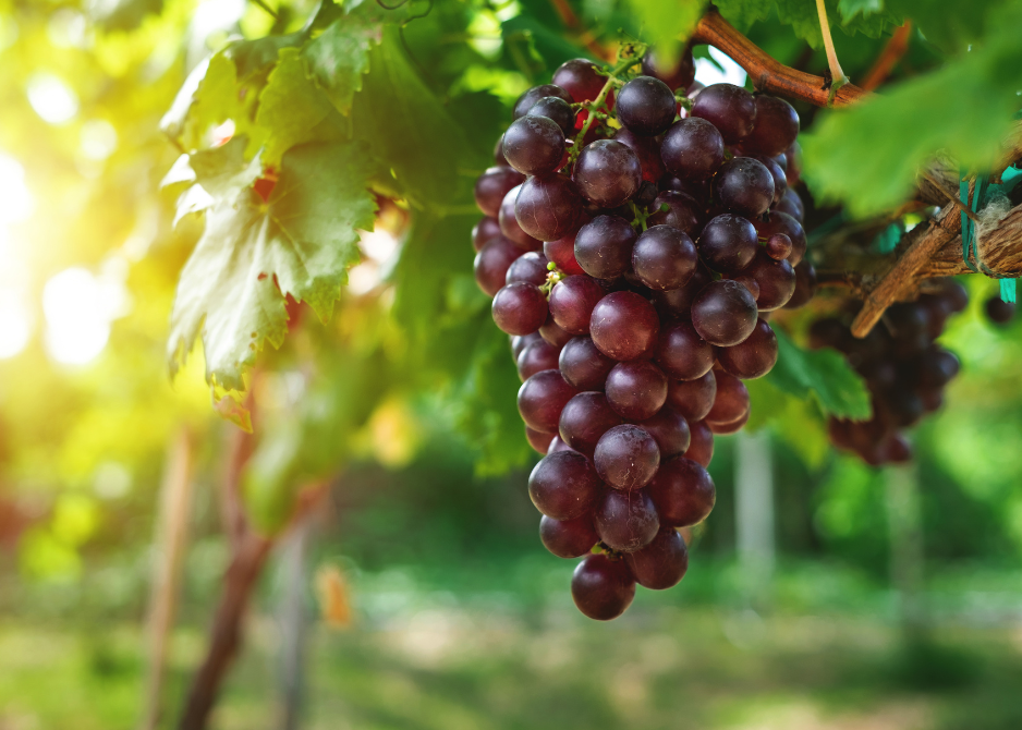 winogrono na krzewie winorośli
